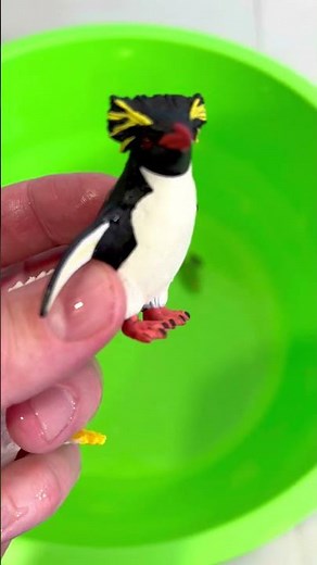 Learn Bird Names for Kids! #KidsLearning