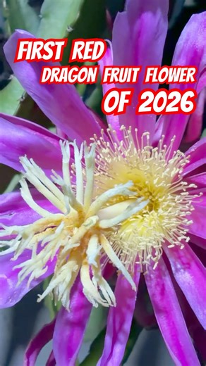 First Red Dragon Fruit Flower of 2026 🌵#dragonfruitflower #dragonfruit