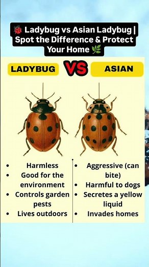 🐞 Ladybug vs Asian Ladybug | Spot the Difference & Protect Your Home 🌿 #Ladybug #AsianLadybug