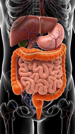 Human Digestion vs. Horse Digestion: A 3D Comparison You Won't Believe #anatomy