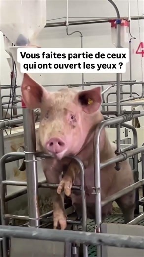 Ouvrons les yeux sur leur détresse