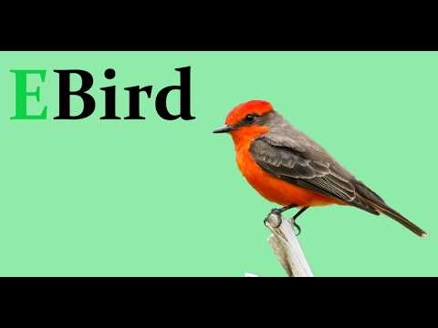 Ebird Tutorial in 5 minutes! - Every feature of Ebird explained