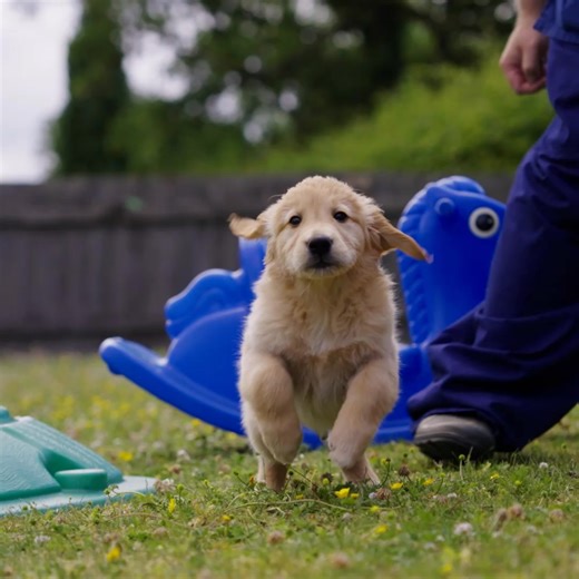 169K views · 1.2K reactions | Sponsoring a puppy from as a little as...