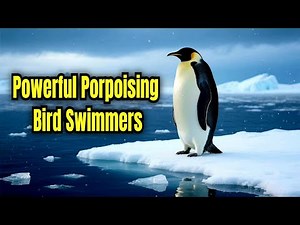 Think You Know Penguins? These 10 Fascinating Facts Will Surprise You