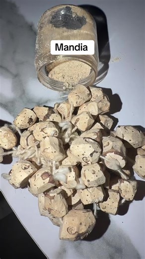 Mandia naturel Le Secret d'Attirance traditionnel Le pouvoir ancestral du charme et de l'aura. Venue de Sikasso, la plante Mandia (Maya Diala) est utilisée depuis des générations par les femmes connaisseuses pour:ATTIRANCE Disponible via mon site Internet ou commande possible via WhatsApp lien en bio #feminité #mariage #naturelover