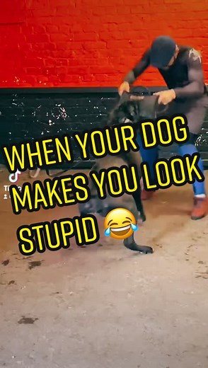 dog_pawfection on TikTok