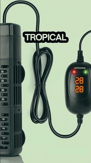 Betta Fish 101: Care Made Easy!