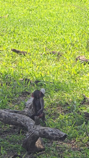 Look at this cute baby baboon scratching it's bottom! #baboon #cute #baby #scratch #wildlife #nature #safari | Hayley Myburgh Safari Guide