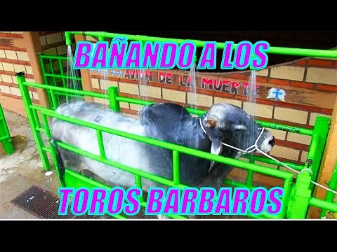 BAÑANDO A LOS TOROS BARBAROS