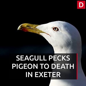 40K views · 115 reactions | A seagull has been filmed attacking a pigeon in front of shoppers at Princesshay | Devon Live | Facebook
