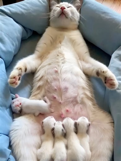 Heartwarming Moments of a Mother Cat and Her Kittens