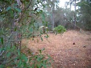 Bigfoot seen in florida compelling video