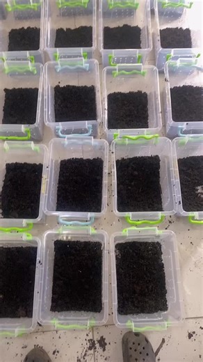 dr_scorpion on TikTok