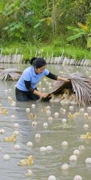 🤔😱How To Harvest And Pick A Lot Of Wild Ducks And Duck Eggs🦆Goes to market sell🤝 #short