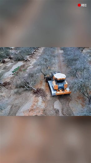 Would You Clear Your Entire Orchard? #fyp #usa #farming #agriculture #heavymachinery