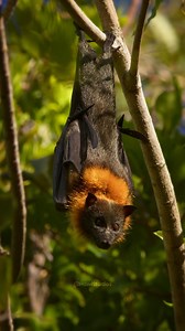 6.9K views · 107 reactions | Grey-Headed Flying Fox Hanging #grey #headed #flyingfox #nature #bat #wild #wildlife #tree HA03335 | HAWI Studios | Facebook