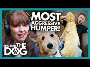 Archie the Lurcher Expresses His Love Way Too Aggressively! | It's Me or The Dog