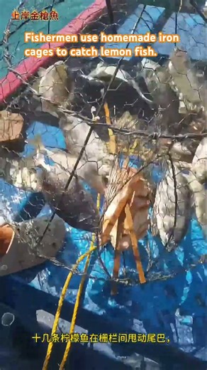渔民用自制的铁笼子捕柠檬鱼。Fishermen use homemade iron cages to catch lemon fish.
