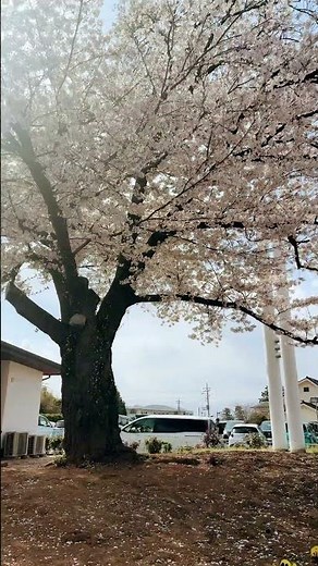 山梨県 桔梗屋