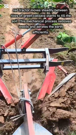 Cassava Field Cultivation