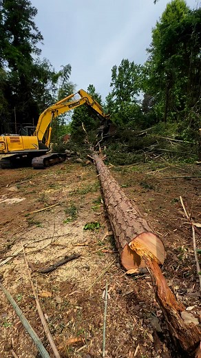 Bucking this one & to the last tree ! #logger #excavator #arbowear #sthil #forest @everyone | Sierra outdoor services llc