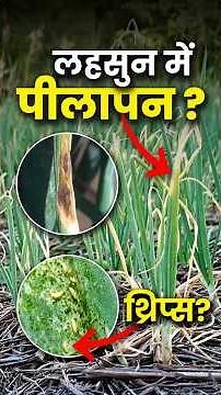 ⚠️ Garlic Leaves Yellow 😱 Thrips or Blight 🚨 #garlic #thrips #agrostar #shorts