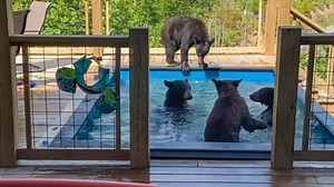Family of bears drop by for a pool party