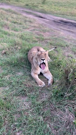 131K views · 3.1K reactions | A little bit of big cat love! Masai Mara National Reserve. WOW Safaris Cameras Africa | Paras Chandaria Wildlife Photography | Facebook