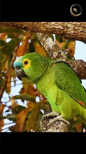 The Talking Parrot with a Big Personality! 🦜:-Blue-Fronted Amazon #rudrainfocentric #facts #birds