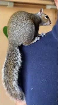 This Cat Rescued a Baby Squirrel, But What Happened Next is Truly Unbelievable... #viral #trending #