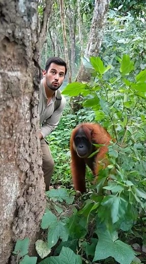 Why Orangutans Are the Smartest Apes in the Rainforest