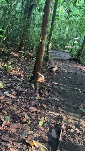 465K views · 10K reactions | Me encantó ver este par de mariposas Caligo realizando esta hermosa danza. 曆 Caligo es un género de lepidópteros ditrisios de la familia Nymphalidae conocidos vulgarmente como mariposas búho. Incluye 20 especies propias de las selvas de Centro y Sudamérica hasta los 1800 m s. n. m., desde el sur de México hasta el sur de Brasil, y en Trinidad y Tobago,y en Colombia, y en Guatemala. | Surcos Tours - Costa Rica | Facebook