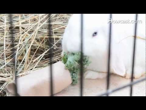 How to Set Up Rabbit Hutches & Cages | Small Pets