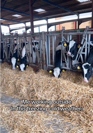 My toes have been numb all day 😣 #cold #cows #cowsoftiktok #farmtok #numb