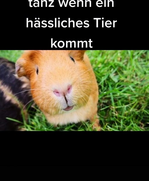 user9426313003200 (@fortniteistcool900)’s videos with Chliini Händ - Kunz