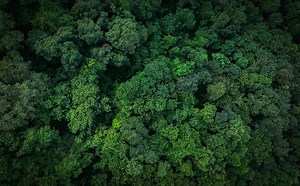 Aerial top view of green trees in forest. Drone view of dense green...