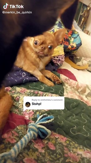 Replying to @emthefabu #merkinwarbeck #dukeofbork #merkinbequirkin #stahp #cute #petsoftiktok #AEJeansSoundOn