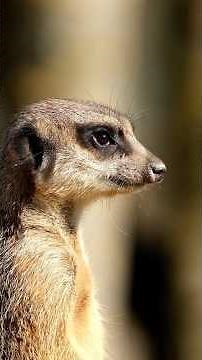 5 Surprising Facts About Meerkats You Did not Know! #Meerkats #AnimalFacts #meerkatsvideo