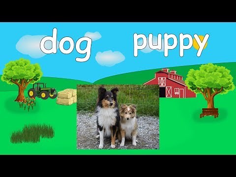 Animals and their babies on the farm