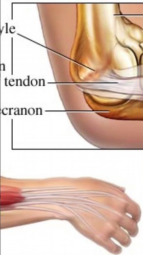 Epicondyles of the HUMERUS: Medial epicondyle and lateral epicondyle