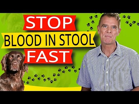How to Stop Blood In Your Dogs Stool (Best Proven Remedy)