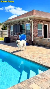 11K views · 703 reactions | Dogs Gone Wild! Labrador Edition  | Hilarious Dog Moments watch these Labradors go wild in this fun and crazy dog adventure! don't miss the hilarious moments.  #creatorsearchinsights #dogs #labrador #dogsoftiktok #funnydogs #wilddogs #doglovers #petfun #dogadventures #fyp | Buster Funny | Facebook