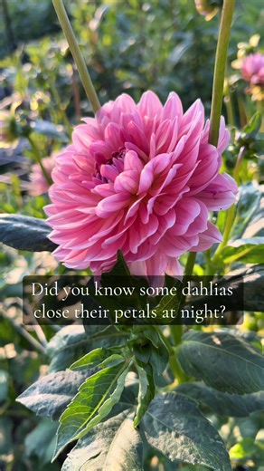 Discover Night-Blooming Dahlias: A Floral Wonder