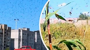 Locust plague invades Ukraine devouring all crops in its path
