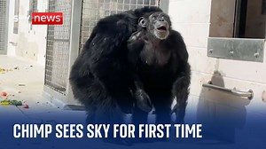 Florida: Watch as chimpanzee sees open sky for first time after 28 years spent in cages - The Global Herald