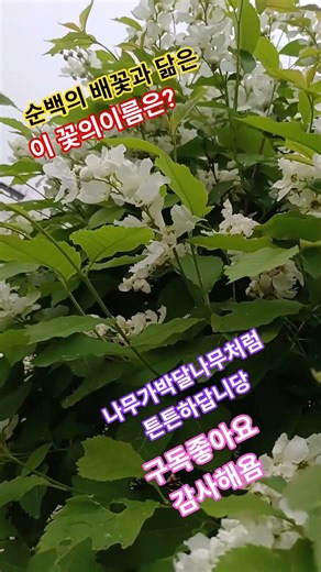 봄꽃.산책길에만난꽃. 박달나무꽃. 가침박달나무 꽃 산책.걷기 봄산책