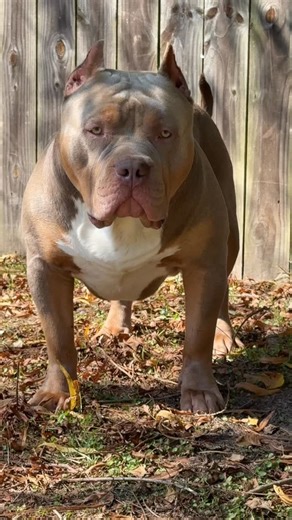 ⚜️SLB ROMEO⚜️ He is only a little over a year old 😬 It’s time to open him up for stud! SLB LYRIC ❌ FSB KAINAN #americanbully #fyp #trending #dogsofinstagram #explore | Shannon Mcdowell