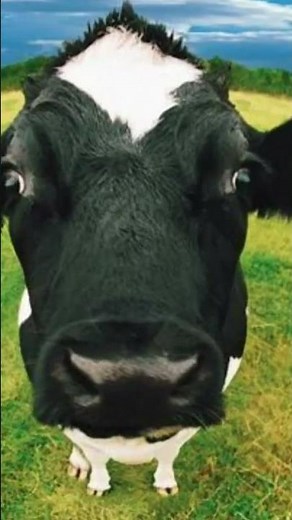 cow videos sound effect pictures mooing video sounds effects ambient animal