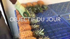 18K views · 425 reactions | #objectifdulundi : l'ananas victoria la meilleure du monde !!! | Réunion la 1ère | Facebook