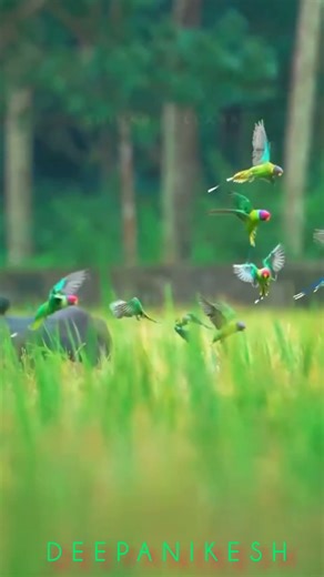 Chembakapoo Mottinnullil...in the voice of Deepanikesh #deepanikesh #song #lovesong #love #sony #me